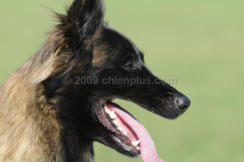 _DSC2995.JPG - CHIENPLUS.COM